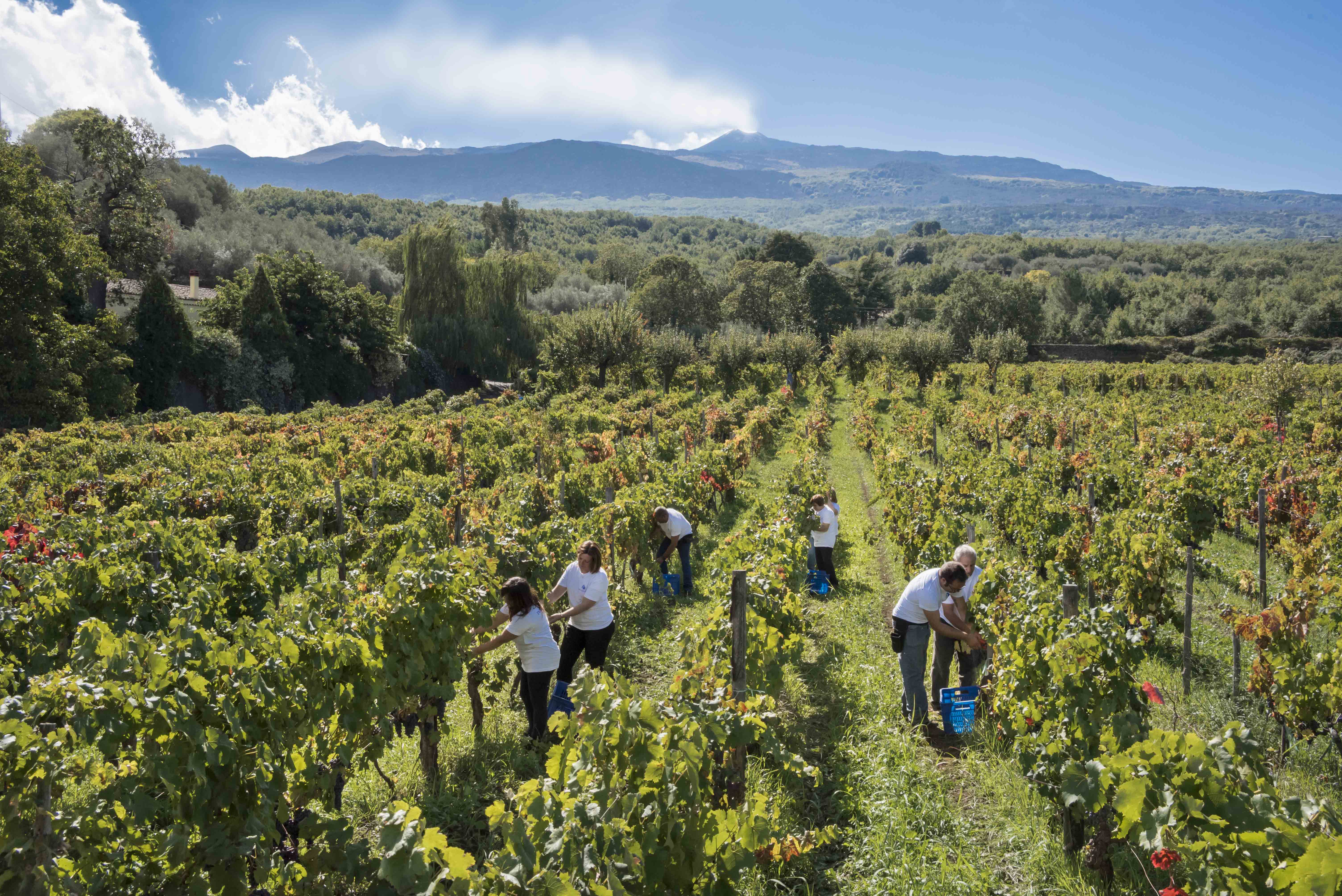 01-Vendemmia-Donnafugata-Etna-ph-Fabio-Gambina-1