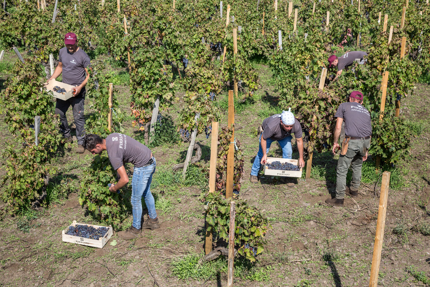 Vendemmia sull'Etna nei vigneti Firriato - @Giuseppe Caruso