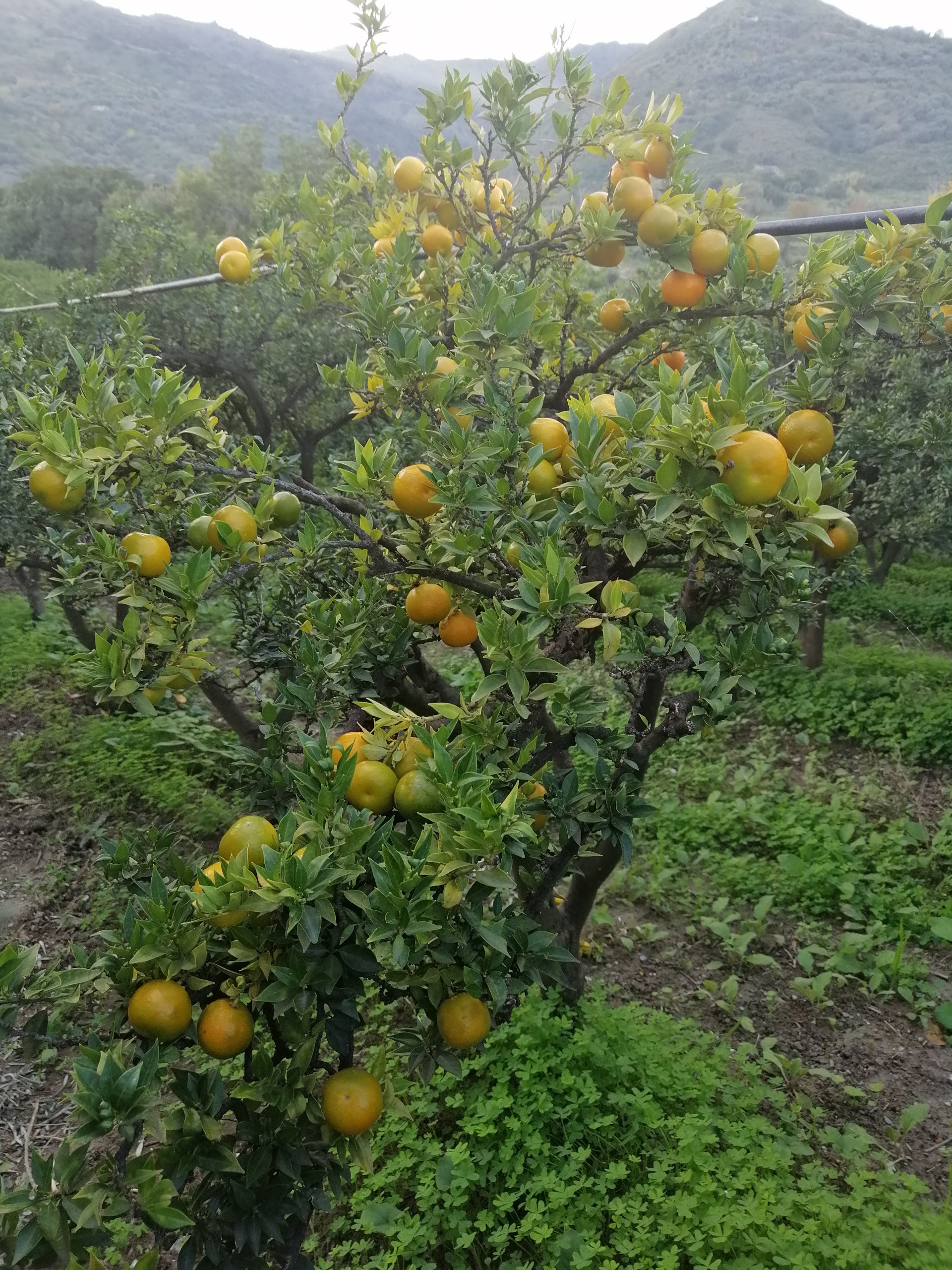 albero di chinotto a Castrorao