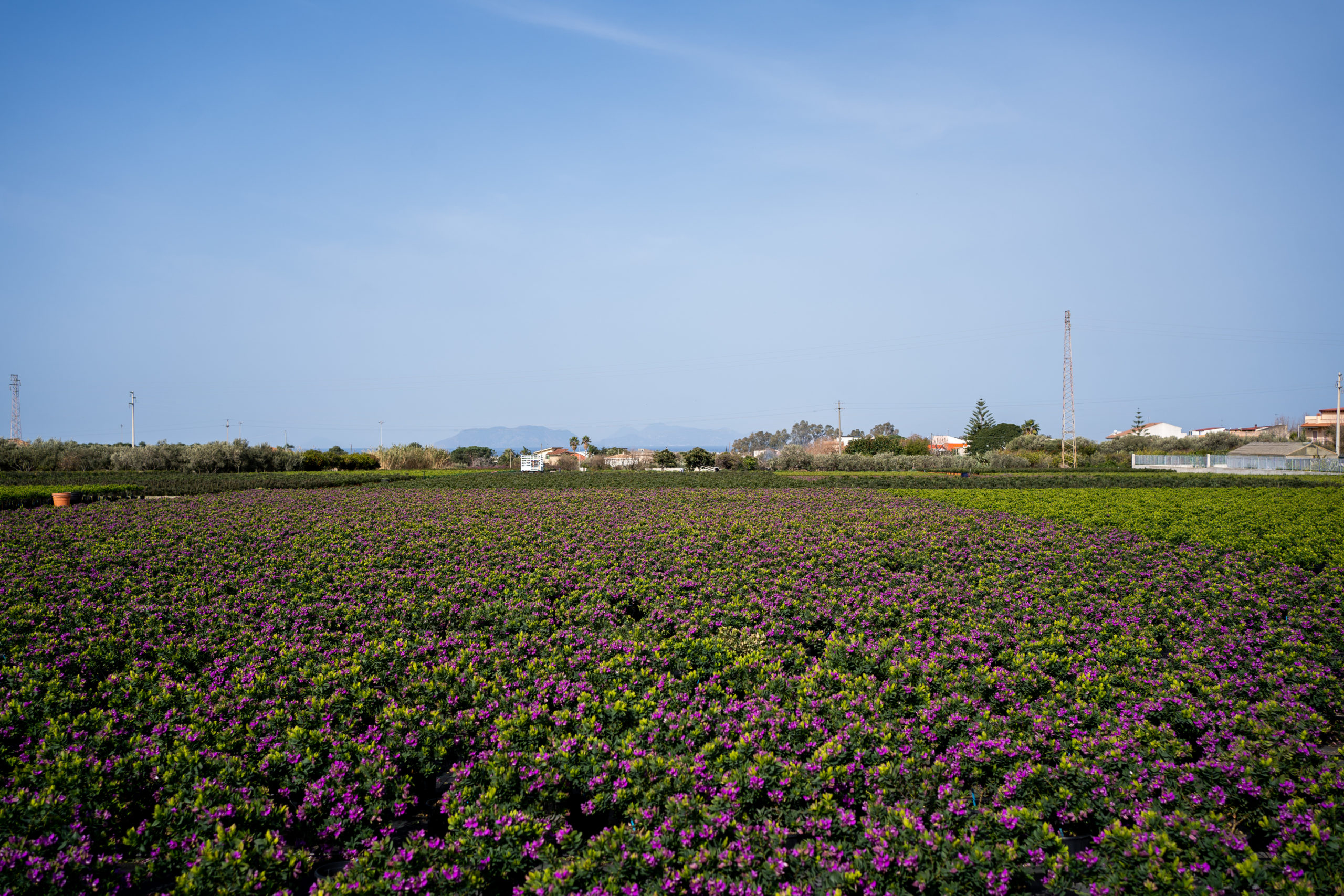 POLYGALA CAMPO APERTO