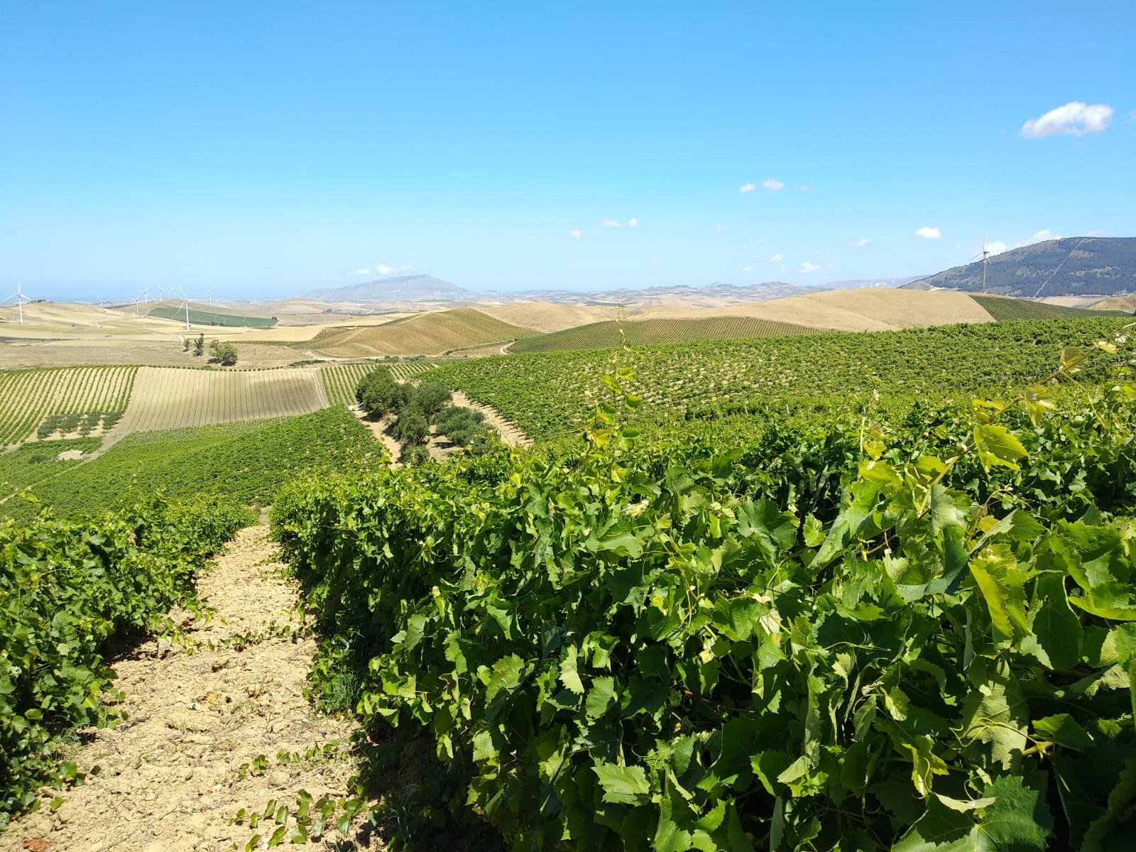 Vigneto-a-Mazara-del-Vallo-in-provincia-di-Trapani-Consorzio-di-tutela-vini-Doc-Sicilia