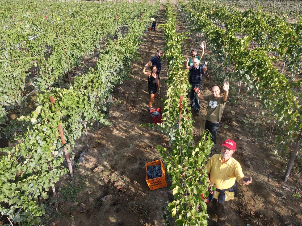 Foto vendemmia