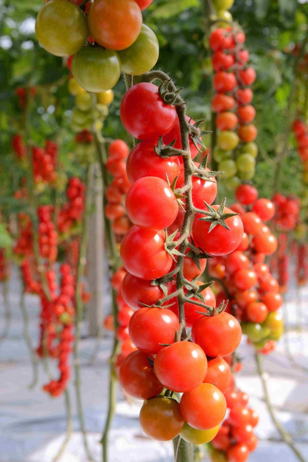 Pomodoro ciliegino Agromonte