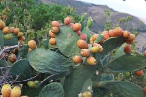 V_SAGRA_DEL_FICODINDIA_ (10)