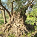 CASTIGLIONE DI SICILIA – Ulivo secolare, testimone del tempo e simbolo di pace