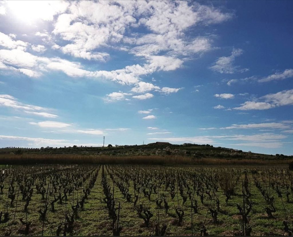 Cammino del Vino_FestaVendemmia2026