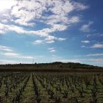 PACHINO (SR) – Festa della vendemmia 2026.Enoturismo:nasce il cammino del vino