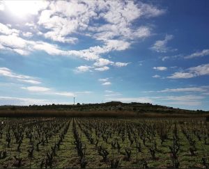 Cammino del Vino_FestaVendemmia2026