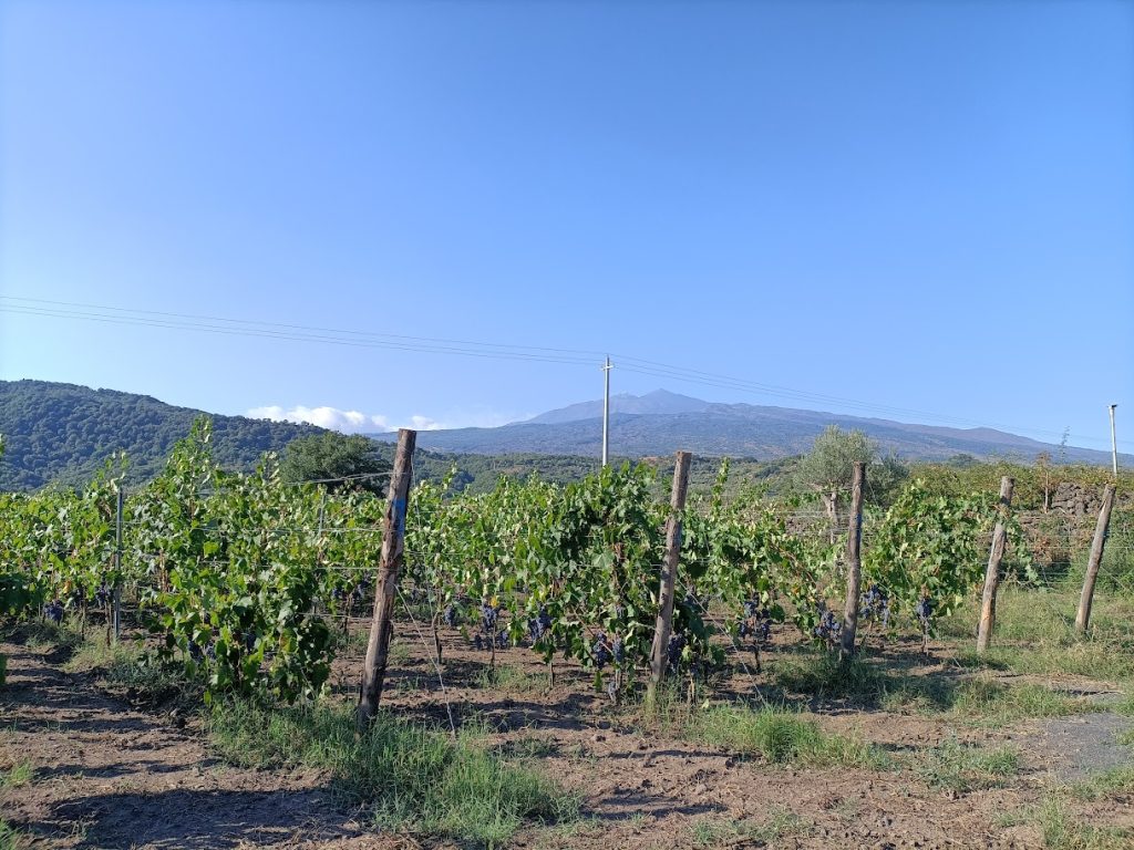 uva sui vigneti etnei