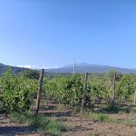 ETNA – Mercato dell’uva in crisi? Produttori lamentano scarsa richiesta e prezzi bassi