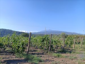 uva sui vigneti etnei